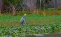 Birds USA. Night Heron long legged bird in green plants, trees, swamp, Louisiana, USA