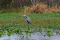 Birds USA. Night Heron long legged bird in green plants, trees, swamp, Louisiana, USA