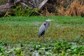 Birds USA. Night Heron long legged bird in green plants, trees, swamp, Louisiana, USA