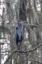 Birds USA. Night Heron long legged bird in green plants, trees, swamp, Louisiana, USA