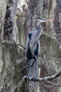 Birds USA. Night Heron long legged bird in green plants, trees, swamp, Louisiana, USA