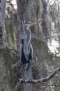 Birds USA. Night Heron long legged bird in green plants, trees, swamp, Louisiana, USA