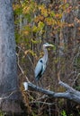 Birds USA. Night Heron long legged bird in green plants, trees, swamp, Louisiana, USA Royalty Free Stock Photo