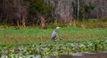 Birds USA. Night Heron long legged bird in green plants, trees Royalty Free Stock Photo