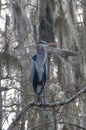 Birds USA. Night Heron long legged bird in green plants, trees, swamp, Louisiana