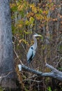 Birds USA. Night Heron long legged bird in green plants, trees, swamp, Louisiana Royalty Free Stock Photo