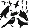 Birds vector