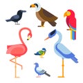 Birds vector set illustration isolated Royalty Free Stock Photo