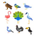 Birds vector set illustration isolated Royalty Free Stock Photo