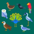 Birds vector set illustration isolated Royalty Free Stock Photo