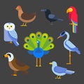 Birds vector set illustration isolated Royalty Free Stock Photo