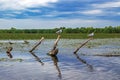 Birds and vegetation in the Danube Delta, Romania