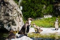 Penguins in Vienna Zoo