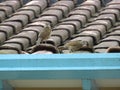 A birds walking on House roof- SabiÃÂ¡ Royalty Free Stock Photo