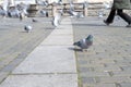 birds walking on the square paving Royalty Free Stock Photo