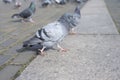 birds walking on the square paving Royalty Free Stock Photo