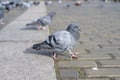 birds walking on the square paving Royalty Free Stock Photo