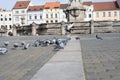 birds walking on the square paving Royalty Free Stock Photo