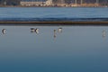 birds walking on water Royalty Free Stock Photo