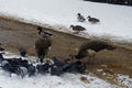 Winter landscape with birds