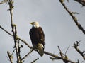 BIRDS- Washington- Close Up of a Wild American Bald Eagle Perched on a Bare Branch Royalty Free Stock Photo