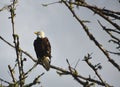 BIRDS- Washington- Close Up of a Wild American Bald Eagle Perched on a Bare Branch Royalty Free Stock Photo