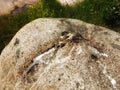 Birds waste on rock