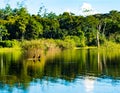 Birds watching from their Island in the Amazon on a sunny day Royalty Free Stock Photo