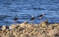 Birds at the water