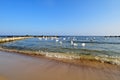 Birds in water near beach Royalty Free Stock Photo