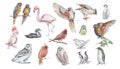 Birds watercolor illustration hand drawn background animals nature clipart different birds owl