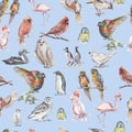 Birds watercolor illustration hand drawn seamless pattern background animals nature clipart different birds owl