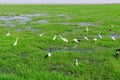 Birds on the wetland Royalty Free Stock Photo