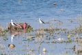 Birds and the Wetland Pollution in India Royalty Free Stock Photo