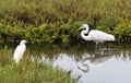 Birds in the Wetlands