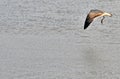 Birds of the Wetlands of Cutler Bay Royalty Free Stock Photo