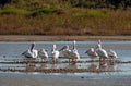 Birds of the Wetlands of Cutler Bay