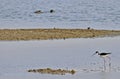 Birds of the Wetlands of Cutler Bay Royalty Free Stock Photo