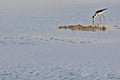 Birds of the Wetlands of Cutler Bay Royalty Free Stock Photo