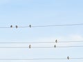Birds whistled on the electric wire outside in winter