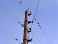 Birds whistled on the electric wire outside in winter