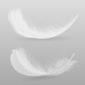 Birds white feather realistic vector illustration Royalty Free Stock Photo