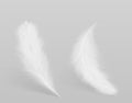 Birds white feathers isolated vector illustration Royalty Free Stock Photo