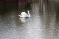 Birds,white Swan, Royalty Free Stock Photo