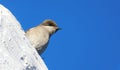 Birds on a whitewashed wall Royalty Free Stock Photo