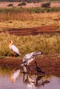 Birds Wildlife Animals At The Nairobi National Park Kenyan East Africa Nature Fauna Landscapes