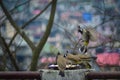 birds wildlife nature beautiful birds sparrows