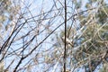 Birds in wildlife. View of beautiful bird which sits on a branch under sunlight landscape.