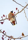 Birds of winter: colorful waxwing eating little red frozen apples from an apple tree branch on a sunny winter day Royalty Free Stock Photo