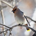 Birds of winter: colorful waxwing on a tree branch on a sunny winter day against blurred background Royalty Free Stock Photo